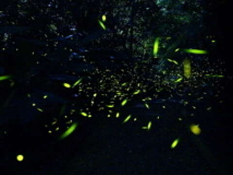 Taipei Zoo Kicks off Firefly-Viewing Tours