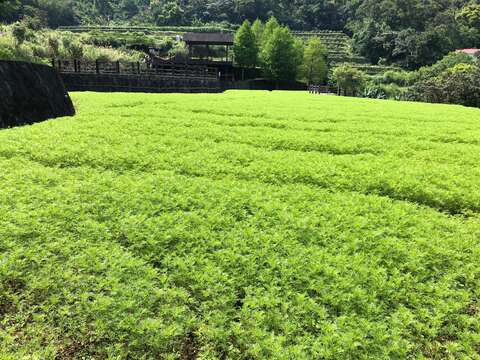1-層層疊疊的波斯菊花苗