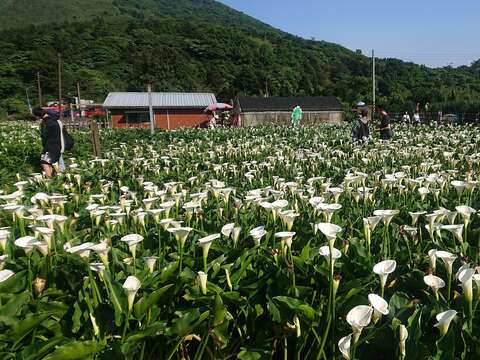 海芋