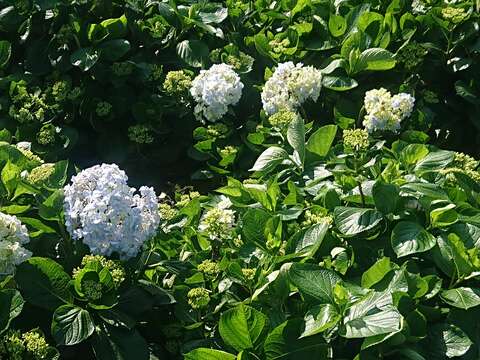 繡球花