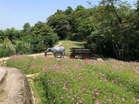 樟樹步道玻斯菊