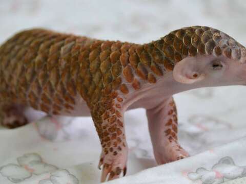 February 21th, the World Pangolin's Day!