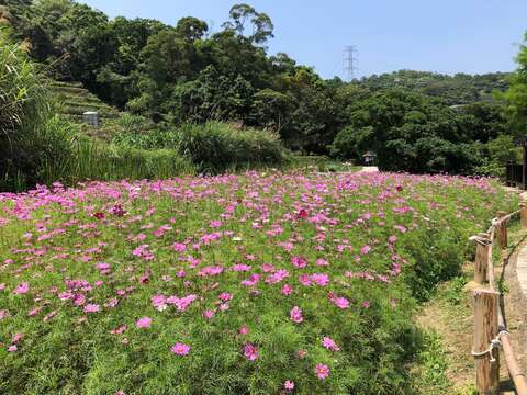 誠摯邀請您來趟賞花品茗、強身健體的幸福之旅