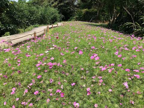 請遊客拍照留念之虞，不要太靠近避免影響花期生長