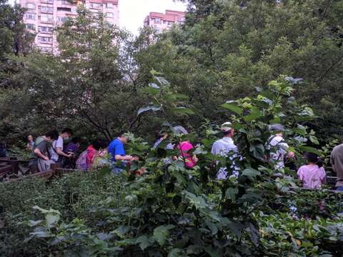 天色尚未暗，榮星花園公園生態池旁的木棧道，聚集滿滿的賞螢民眾，等待螢光飛舞!