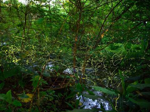 榮星花園公園螢光飛舞，這種畫面好夢幻，讓人無法移開視線。