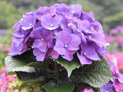 繡球花-紫