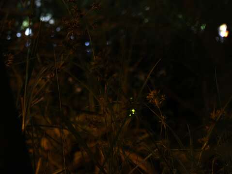 生態池中星光點點的螢火蟲