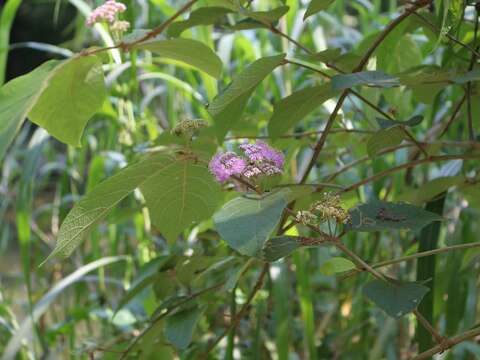 杜虹花，分布於臺灣全島各地低海拔亞熱帶次生林1800公尺以下山區