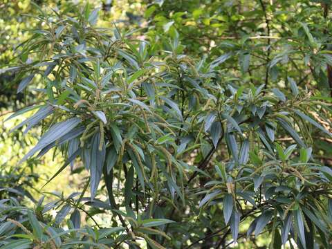 木苧麻，常見於台灣全島低海拔山區的山溪沿岸及路邊