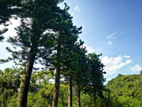 肯氏南洋杉為優良的庭園樹種，臺灣各地庭園，公園，學校都有栽植