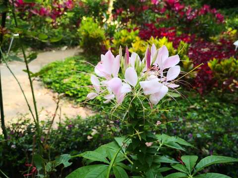 醉蝶花，山柑科白花菜屬，為一二年生草本植物