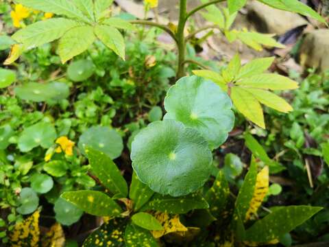 銅錢草為多年生挺水性草本植物，水族名「香菇草」