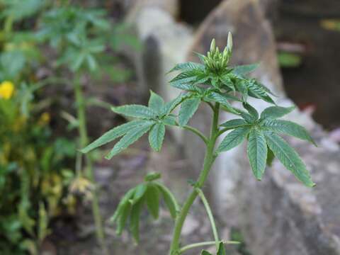 醉蝶花，全株莖葉被黏質腺毛，具臭味；葉互生，掌狀複葉