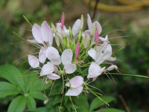 醉蝶花，花朵豔麗，是優良庭園美化用植栽