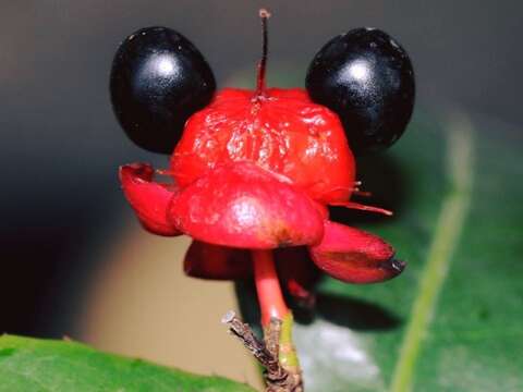 「米老鼠樹」在花凋謝後花萼、胎座持續發育呈紅色，核果環形排列於胎座上，形似米老鼠的耳朵與鼻子。