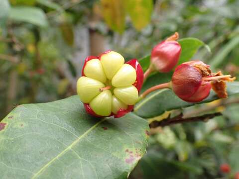 「桂葉黃梅」花凋謝後花萼、胎座持續發育呈紅色，核果環形排列於胎座上。