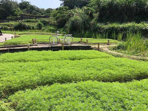 クスノキと茶が香る コスモスの花畑再び