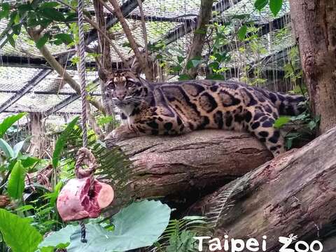 保育員為豐富化「Suki」的行為，加碼於下午4點前後，將當日特餐垂掛在空中