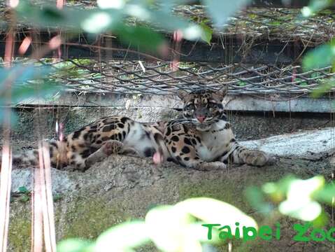 雲豹的戶外活動場植物茂密，遊客經常找不到「Suki」究竟「躲」在那裡