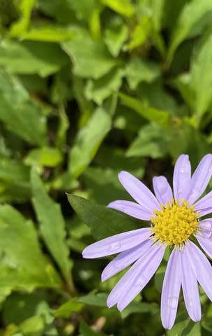 Sea of Purple at Neishuangxi Nature Center