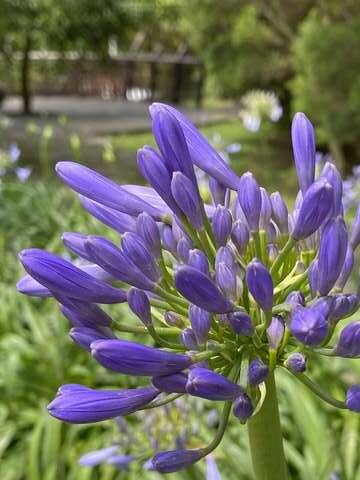 Sea of Purple at Neishuangxi Nature Center