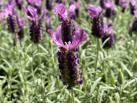 Sea of Purple at Neishuangxi Nature Center