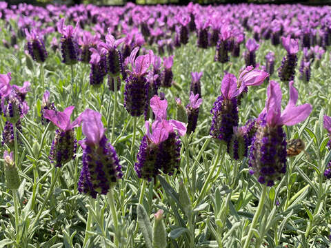 Sea of Purple at Neishuangxi Nature Center