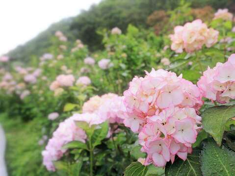 Hydrangea Blooms to Take Over Zhuzihu Area