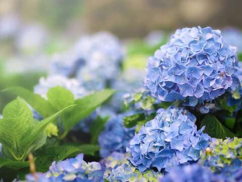 Hydrangea Blooms to Take Over Zhuzihu Area