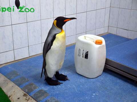 動物園與廠商合作，使用3D列印技術，製作出完全符合企鵝腳型的特製「防水鞋套」