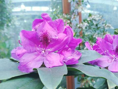 圖3石楠杜鵑宛若花簪的華麗花朵，因此被譽為「山之女王」。