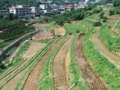 由高處俯瞰梯田美景
