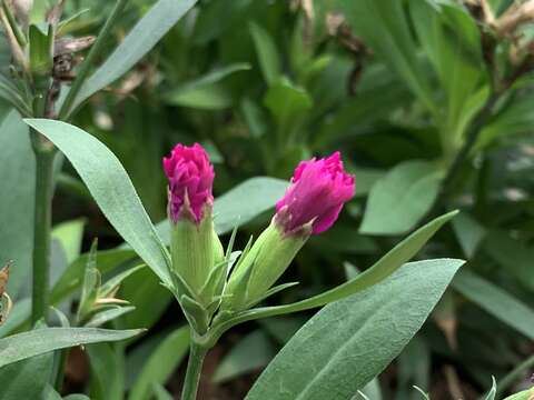 五彩石竹的花單生或成對