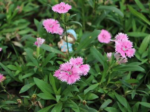 五彩石竹株高約30公分，花為頂生