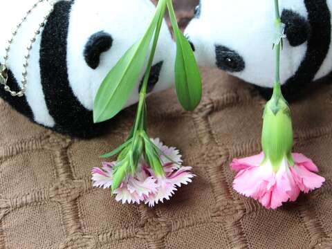 無論是五彩石竹(左)還是康乃馨(右)，開花時像極了小姑娘穿著花花圓裙，在綠葉中跳著圓舞曲