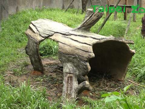 紅毛猩猩戶外活動場，近期出現了一個神祕樹洞！