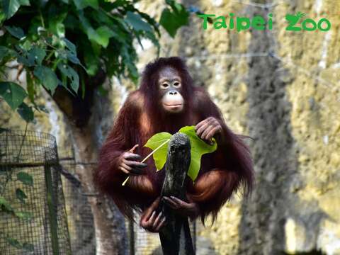 紅毛猩猩的牙齒可以將高纖維的食物磨碎，僅留下木質部部分