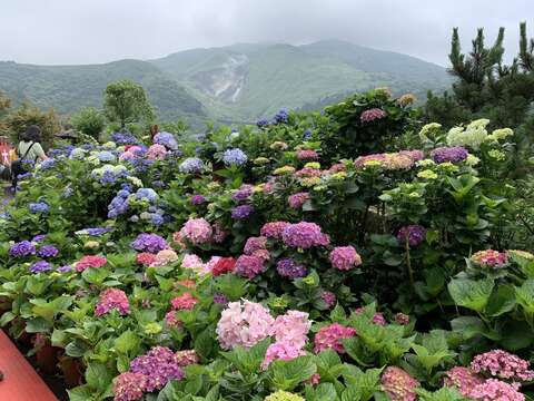 繡球花