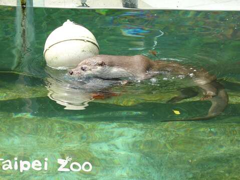 「大金」為水獺寶寶示範如何抓魚