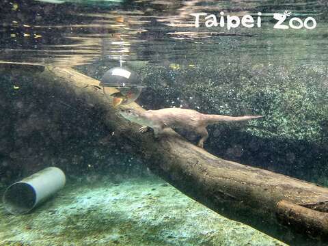 歐亞水獺「金萌」潛水抓魚