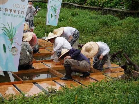 4.臺灣水韭復育