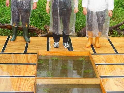 水韭復育合影_竹子湖名陽匍休閒農莊_高讚賢攝
