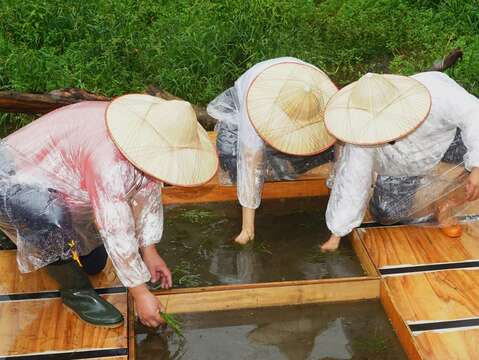 種下水韭_竹子湖名陽匍休閒農莊_高讚賢攝