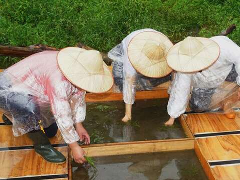 Conservation of Taiwan Quillwort Successful at Zhuzihu