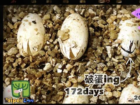 一隻隻小寶寶奮力劃破蛋殼，正式和世界見面了（楊志平提供）