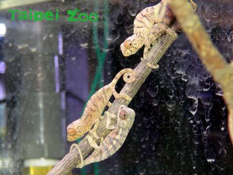 臺北動物園兩棲爬蟲館出現七彩變色龍「嬰兒潮」