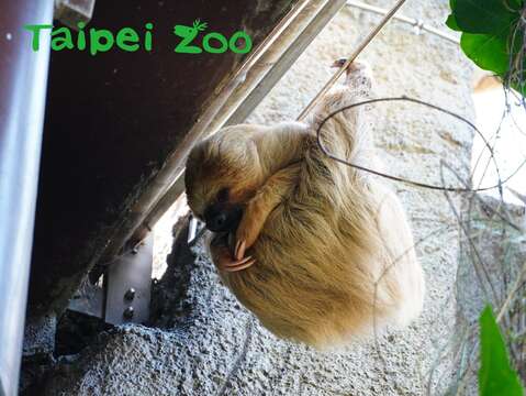 二趾樹獺「葉黃」喜歡掛在高處睡覺