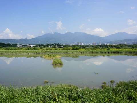社子島濕地 是臺北市難得可貴的濕地生態
