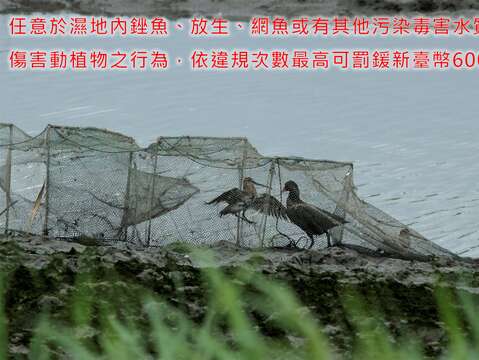 若任意於濕地內銼魚、放生、網魚或有其他污染毒害水質及傷害動植物之行為,依違規次數最高可罰鍰新臺幣6000元